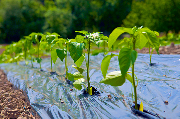 Jeunes plants de piments