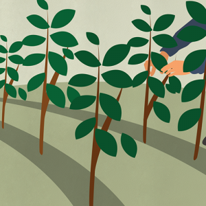 Illustration de l'entretien des plants