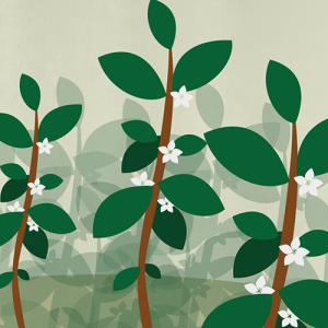 Illustration de la croissance des plants
