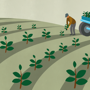 Illustration de la plantation des plants en plein champs