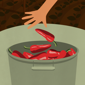 Illustration de la récolte manuelle des Piments