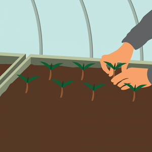Illustration du repiquage des plants sous serre