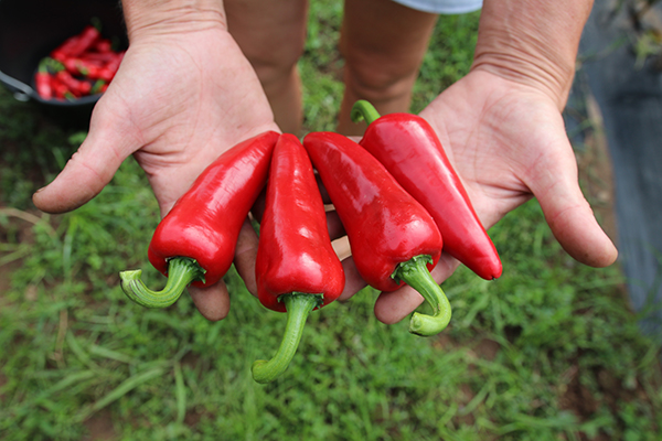 Mains tenant 4 Piments d'Espelette rouges