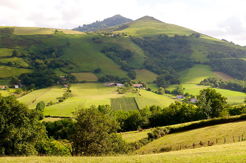 Paysage du Pays Basque avec un champs de Piments