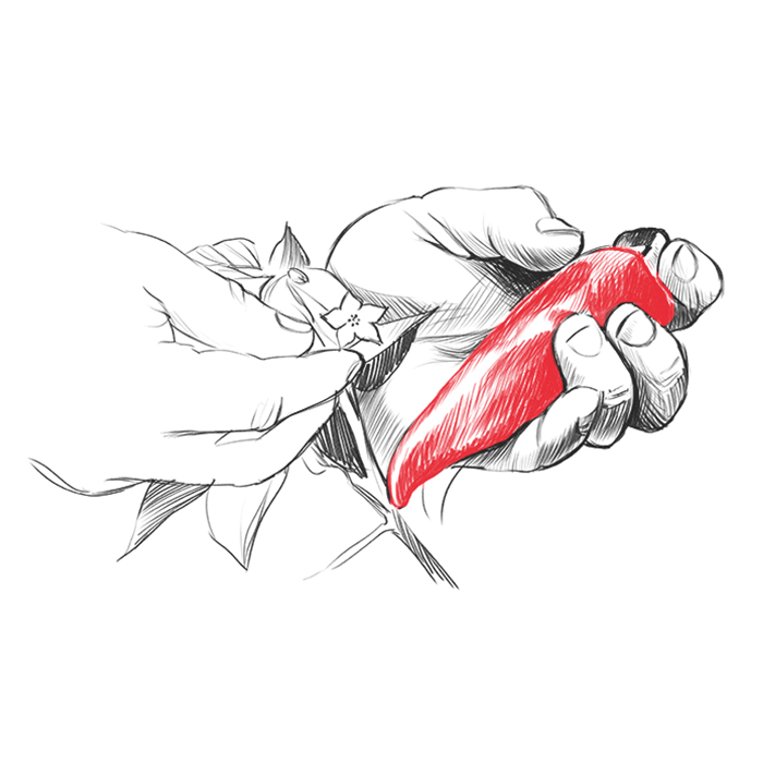 Dessin de main cueillant un Piment d'Espelette