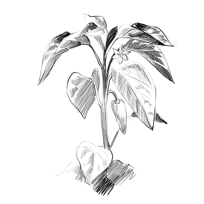 dessin d'un plant de Piment d'Espelette