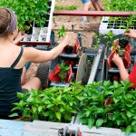 Plantation des plants de piment d’Espelette
